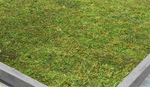 green roof ready for planting