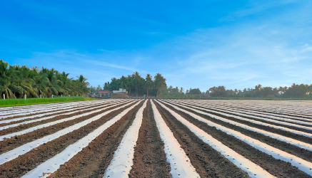 Vertigrow Mulch Film