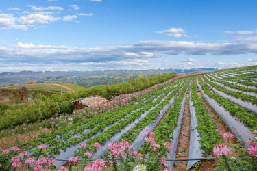 Vertigrow Mulch Film