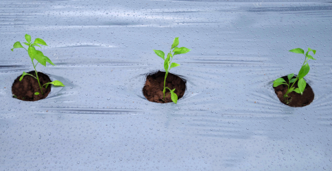 2 color Mulch Film black and silver