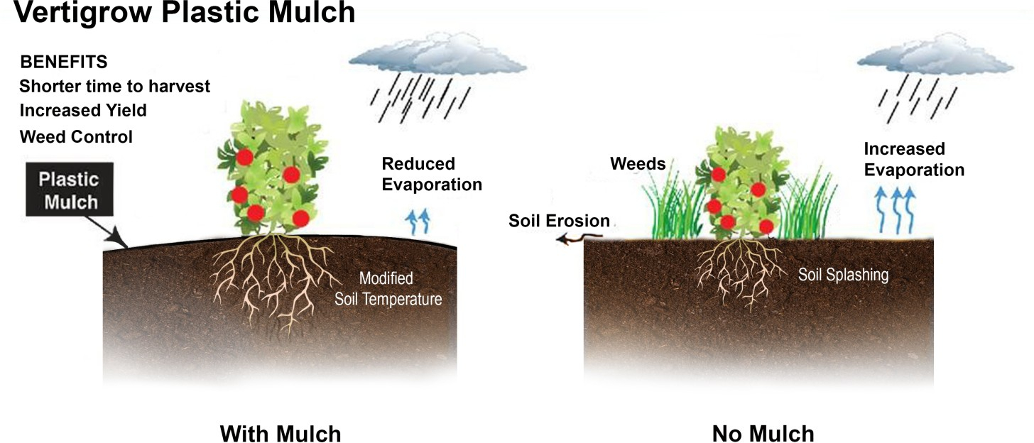 with mulch, it is shorter time to harvest, increased yield and controls weeds