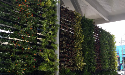 San Juan City vertical garden restaurant using VF-1