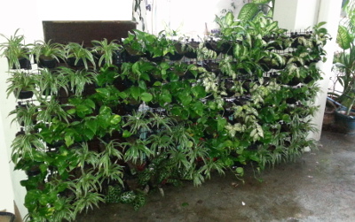 Quezon City Location Vertical Garden / Greenwall