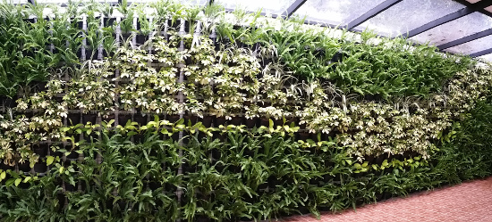 Quezon City Location Vertical Garden / Greenwall