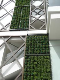 Delmonte Side Green wall / Vertical Garden