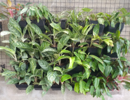 VF2 Vertical Pot Front view