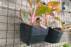 VF2 Vertical Pot VF1 Side by Side